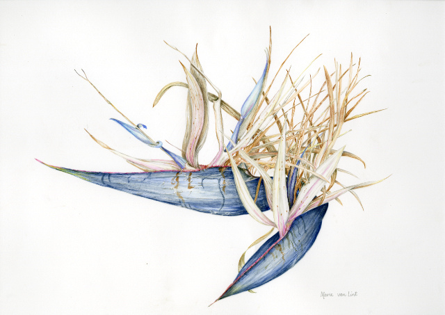 Florilegium Marie Van Lint Bird of Paradise plant credit Albury City