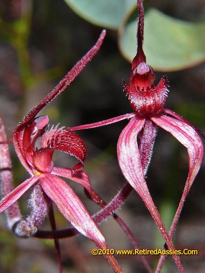 arachnorchis concolor 2 retired aussies