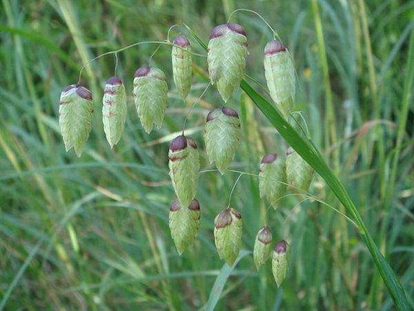 Briza_maxima by Xemenendura via Wikimedia