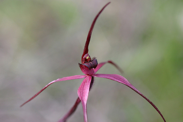 Caladenia concolor Aust Netw for Plant Conservn www.flickr.com:photos:anpc:8743658096