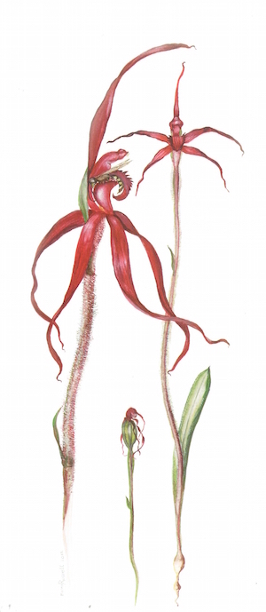 Crimson Spider Orchid painting Moira Russell