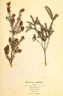Melaleuca_ericifolia in von Mueller's third fascicle 1876 National Museum Australia via Maraoke